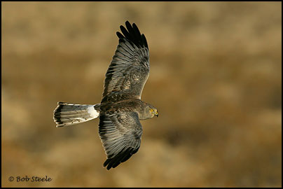Northern Harrier (Circus cyaneus)