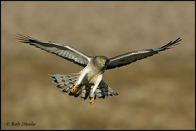 Northern Harrier (Circus cyaneus)