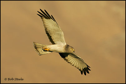 Northern Harrier (Circus cyaneus)