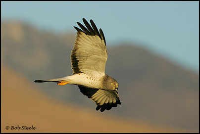 Northern Harrier (Circus cyaneus)