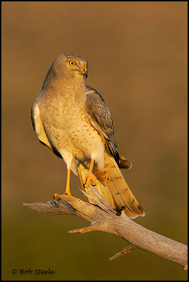 Northern Harrier (Circus cyaneus)