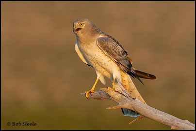 Northern Harrier (Circus cyaneus)