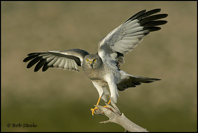 Northern Harrier (Circus cyaneus)