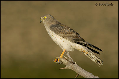 Northern Harrier (Circus cyaneus)