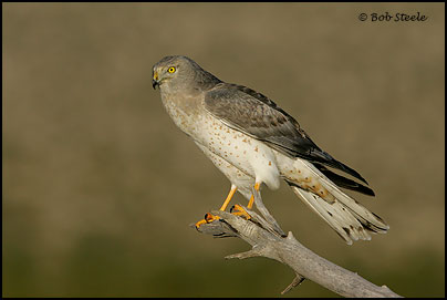 Northern Harrier (Circus cyaneus)