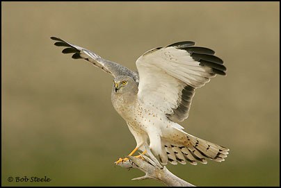 Northern Harrier (Circus cyaneus)