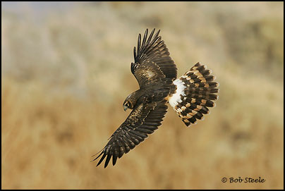 Northern Harrier (Circus cyaneus)