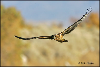 Northern Harrier (Circus cyaneus)