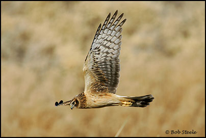 Northern Harrier (Circus cyaneus)