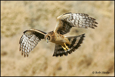 Northern Harrier (Circus cyaneus)