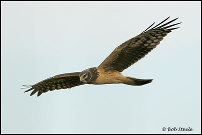 Northern Harrier (Circus cyaneus)