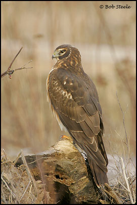Northern Harrier (Circus cyaneus)