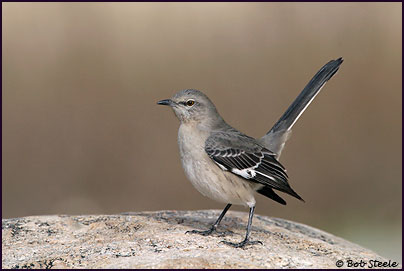 Northern Mockingbird (Mimus polyglottos)