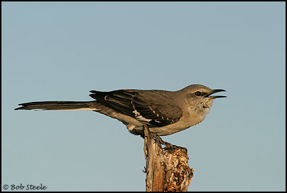 Northern Mockingbird (Mimus polyglottos)