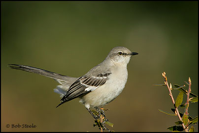 Northern Mockingbird (Mimus polyglottos)