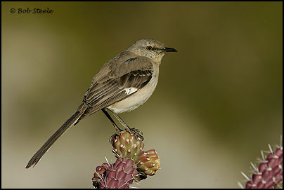 Northern Mockingbird (Mimus polyglottos)