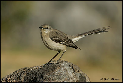 Northern Mockingbird (Mimus polyglottos)