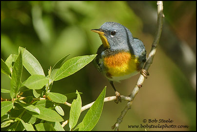 Northern Parula (Parula americana)