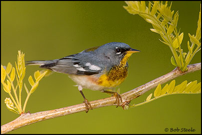 Northern Parula (Parula americana)