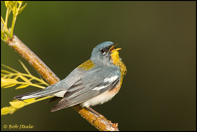 Northern Parula (Parula americana)