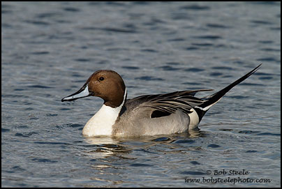 Northern Pintail (Anas acuta)