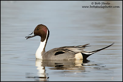 Northern Pintail (Anas acuta)