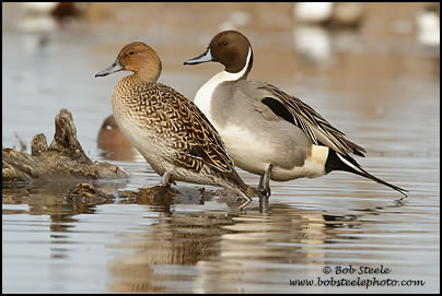 Northern Pintail (Anas acuta)