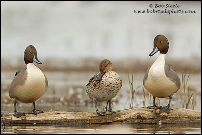 Northern Pintail (Anas acuta)