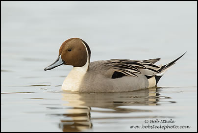 Northern Pintail (Anas acuta)