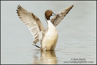 Northern Pintail (Anas acuta)