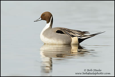 Northern Pintail (Anas acuta)