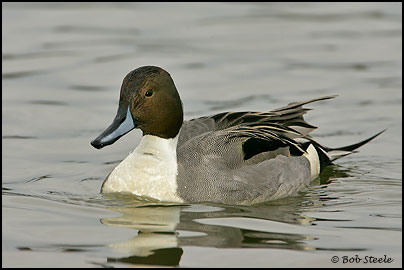 Northern Pintail (Anas acuta)