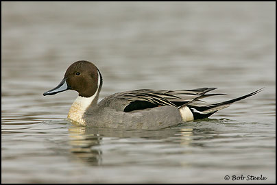 Northern Pintail (Anas acuta)