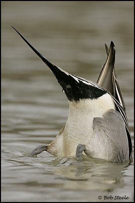 Northern Pintail (Anas acuta)