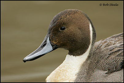 Northern Pintail (Anas acuta)