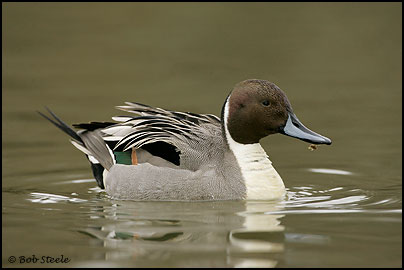 Northern Pintail (Anas acuta)