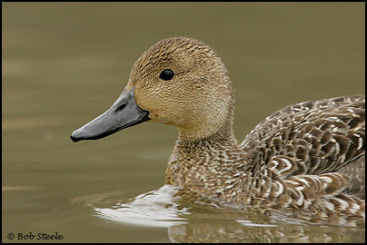 Northern Pintail (Anas acuta)