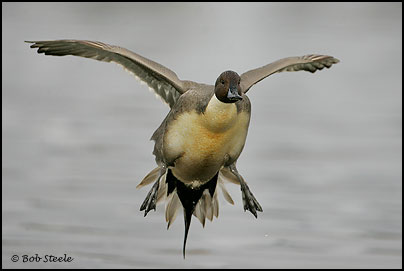 Northern Pintail (Anas acuta)