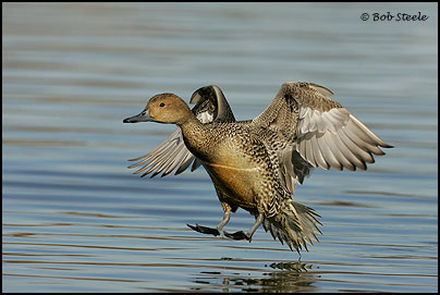 Northern Pintail (Anas acuta)