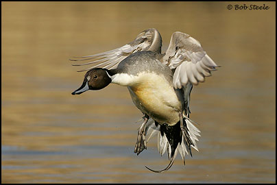 Northern Pintail (Anas acuta)