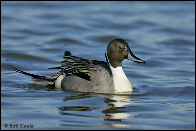 Northern Pintail (Anas acuta)