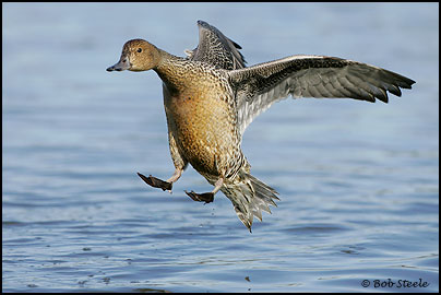 Northern Pintail (Anas acuta)