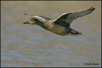 Northern Pintail (Anas acuta)