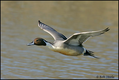 Northern Pintail (Anas acuta)