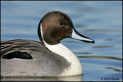 Northern Pintail (Anas acuta)