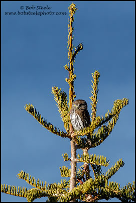 Northern Pygmy-Owl (Glaucidium gnoma)