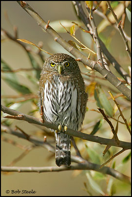 Northern Pygmy-Owl (Glaucidium gnoma)