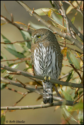 Northern Pygmy-Owl (Glaucidium gnoma)
