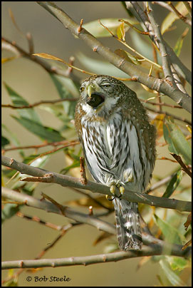 Northern Pygmy-Owl (Glaucidium gnoma)