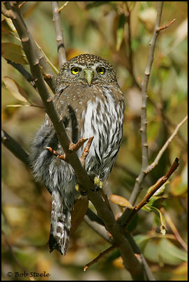 Northern Pygmy-Owl (Glaucidium gnoma)